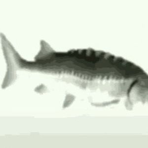 Meet your Posher, Ariel